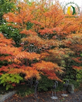 Acer palmatum 'Villa Taranto'